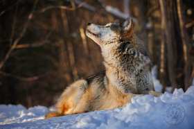 Wolf alert to the sky WV10105 Wolf alert to the sky WV10105