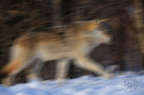 Running Wolf WV10106 Running Wolf WV10106