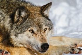 Wolf resting on paws WV10107