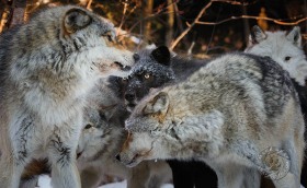 Pack Order of the Gray Wolf WV10108 Pack Order of the Gray Wolf WV10108