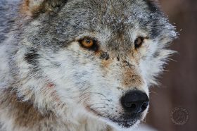 Wolf Stare WV10138