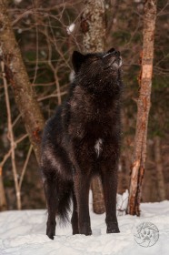 Black Wolf in Winter Woods WV10300