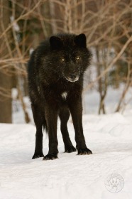 Black Wolf in Winter Woods WV10301