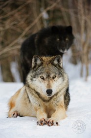 Gray Wolves in Winter snow WV10302