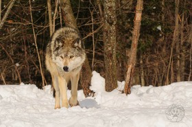 Gray Wolf approach through snow WV10303