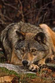 Gray Wolf at rest WV7173 Gray Wolf at rest WV7173