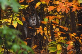 Wolf camouflaged in autumn trees WV7204 Wolf camouflaged in autumn trees WV7204