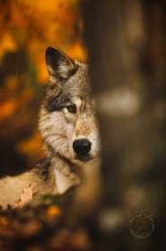 Wolf profile behind tree WV7216 Wolf profile behind tree WV7216
