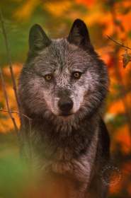 Autumn Wolf WV7347 Autumn Wolf WV7347