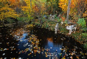 Wolves at pond in Autumn WV7415 Wolves at pond in Autumn WV7415
