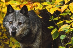 Gray wolf with fall colored leaves WV7428 Gray wolf with fall colored leaves WV7428