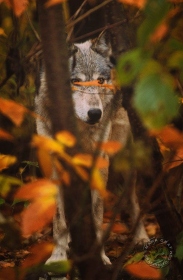 Wolf in Autumn woodland WV7582 Wolf in Autumn woodland WV7582