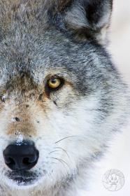 Gray wolf stare WV8980 Gray wolf stare WV8980