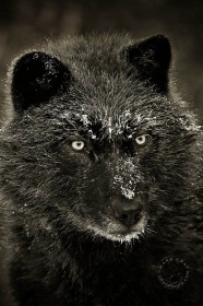 Frosty Black Wolf portrait WV8981 Frosty Black Wolf portrait WV8981