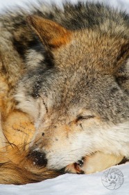 Gray wolf sleeping WV8992 Gray wolf sleeping WV8992