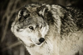 Gray wolf side profile WV8984 Gray wolf side profile WV8984