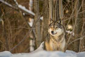 Timber wolf in Snowy Woodland WV8985 Timber wolf in Snowy Woodland WV8985