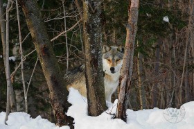 Wolf in winter woodland WV8996 Wolf in winter woodland WV8996