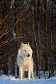 White wolf WV8992 White wolf WV8992
