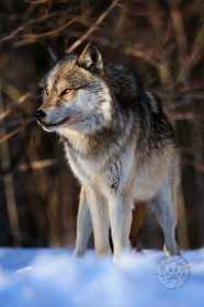 Wolf side profile in warm light WV9018 Wolf side profile in warm light WV9018