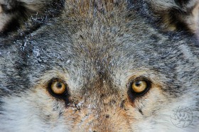 Penetrating stare of the wolf WV9165 Penetrating stare of the wolf WV9165