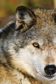 Gray Wolf portrait WV9166 Gray Wolf portrait WV9166