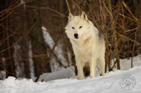 White alpha wolf WV9388 White alpha wolf WV9388
