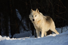White alpha male wolf WV9390 White alpha male wolf WV9390