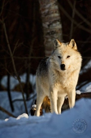 White alpha male wolf WV9391 White alpha male wolf WV9391