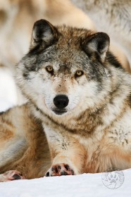 Curious Timberwolf WV9392 Curious Timberwolf WV9392