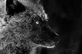 Black wolf portrait covered in frost WV9393 Black wolf portrait covered in frost WV9393