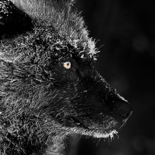 Black wolf portrait covered in frost WV9393