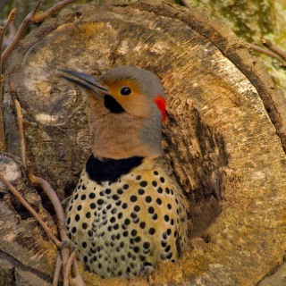 Northern Flicker in nest cavity BI8171