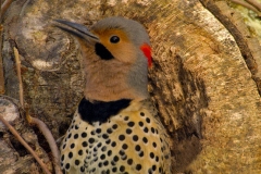 Northern Flicker in nest cavity BI8171