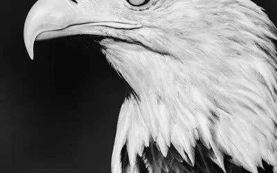 Black and white bird photography