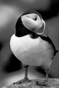 black and white bird photography
