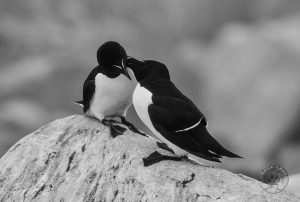 black and white bird photography