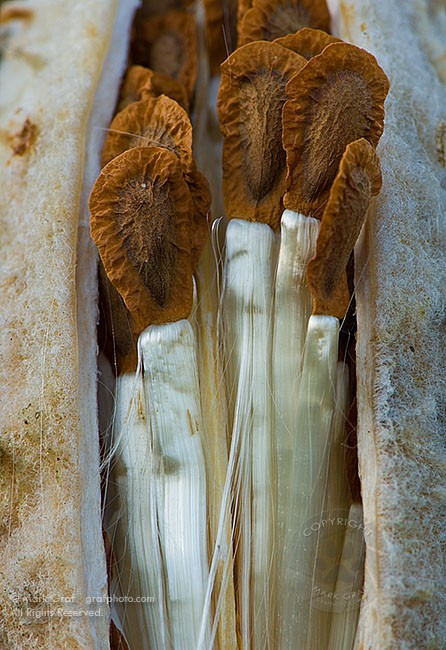 milkweed seedpod photo