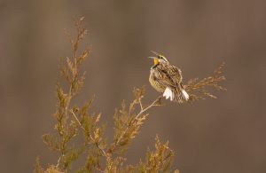 Eastern Meadowlark