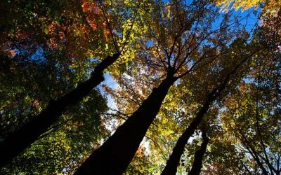 Looking up, down, and within