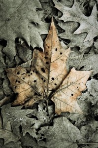 Mud caked leaves