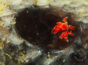 Cryptic Teardrop crab