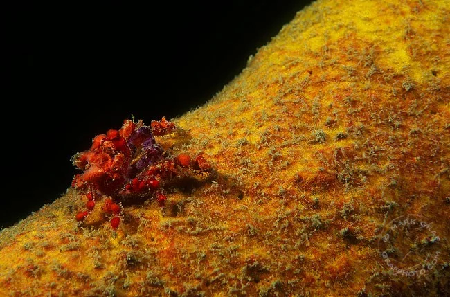 Cryptic Teardrop Crabs