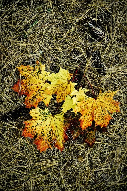 Fall harvest