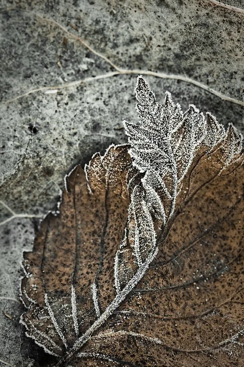 November leaves
