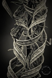 Curls of Goldenrod
