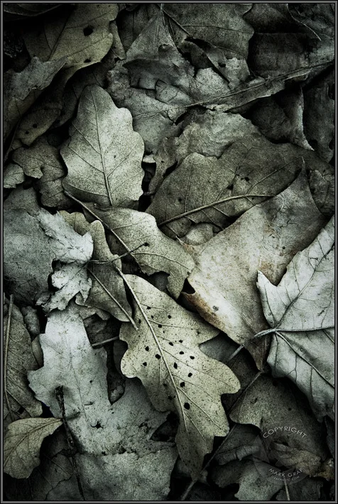 Wrinkled old man of nature