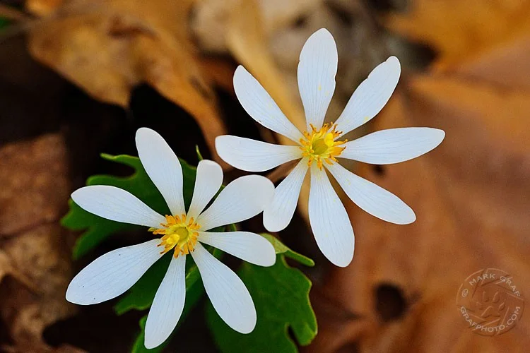 Spring wildflowers