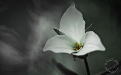 Trillium challenges still exist