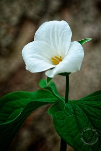 Trillium upright